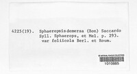 Aplosporella demersa image